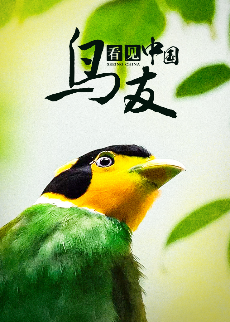 看见中国：鸟友