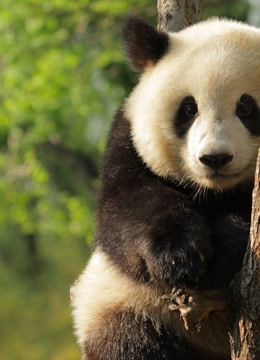 超萌国宝：大熊猫