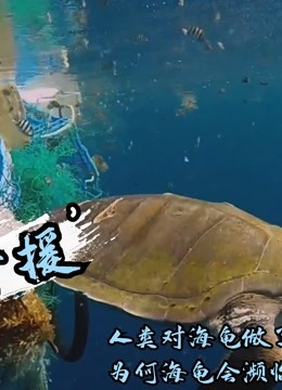 人类对海龟做了什么，为何海龟会濒临灭绝《海龟奇援》