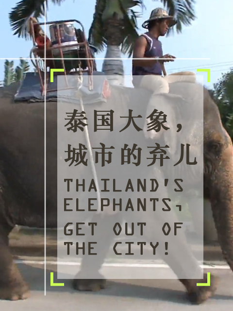 泰国大象，城市的弃儿