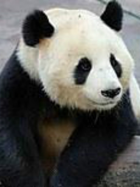 大熊猫在英国